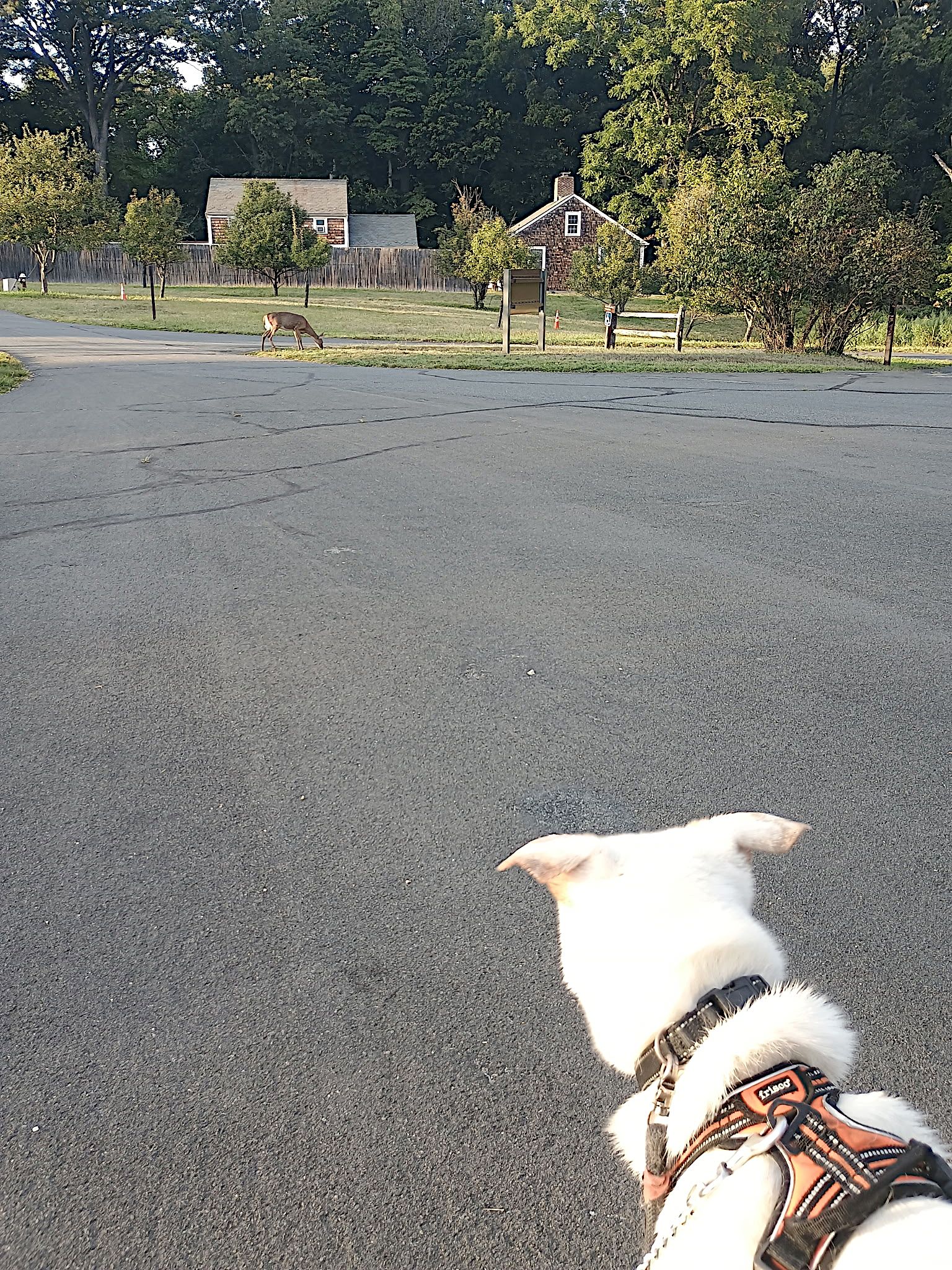 alpie deer.png