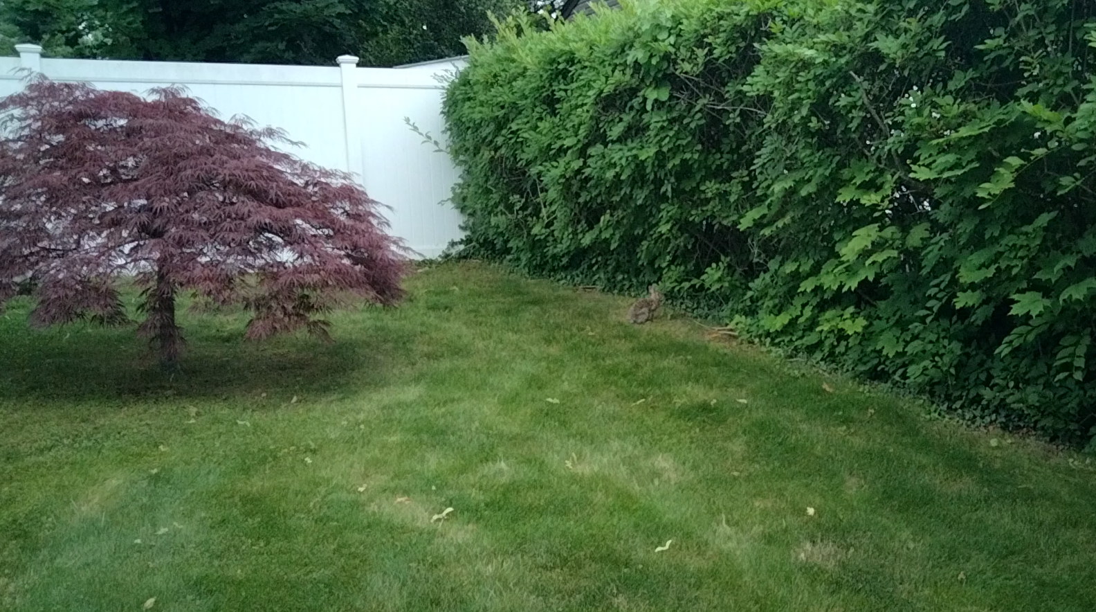rabbit frozen2.png