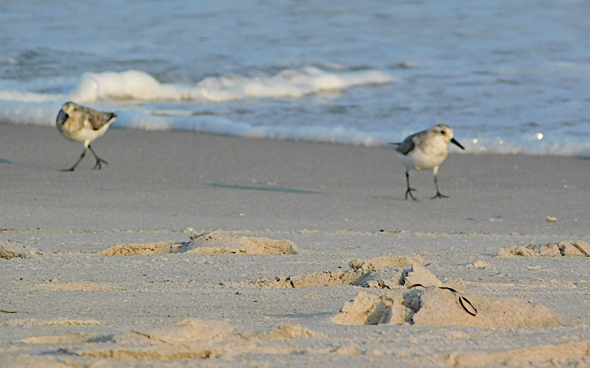 two sanderlings walking.png
