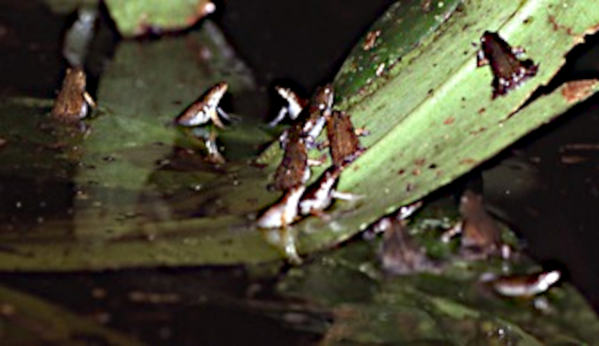 spotted humming frog2 Chiasmocleis_ventrimaculata 2.5 Andreas Schlüter.png