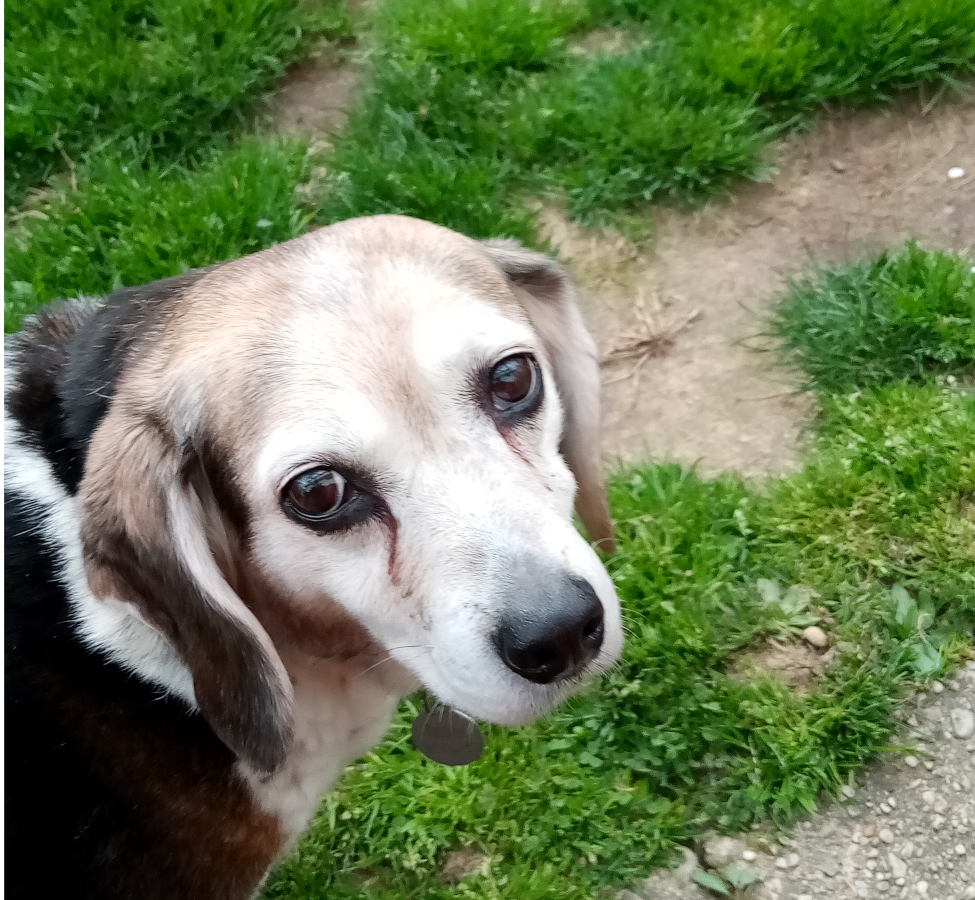 tabby in backyard.png