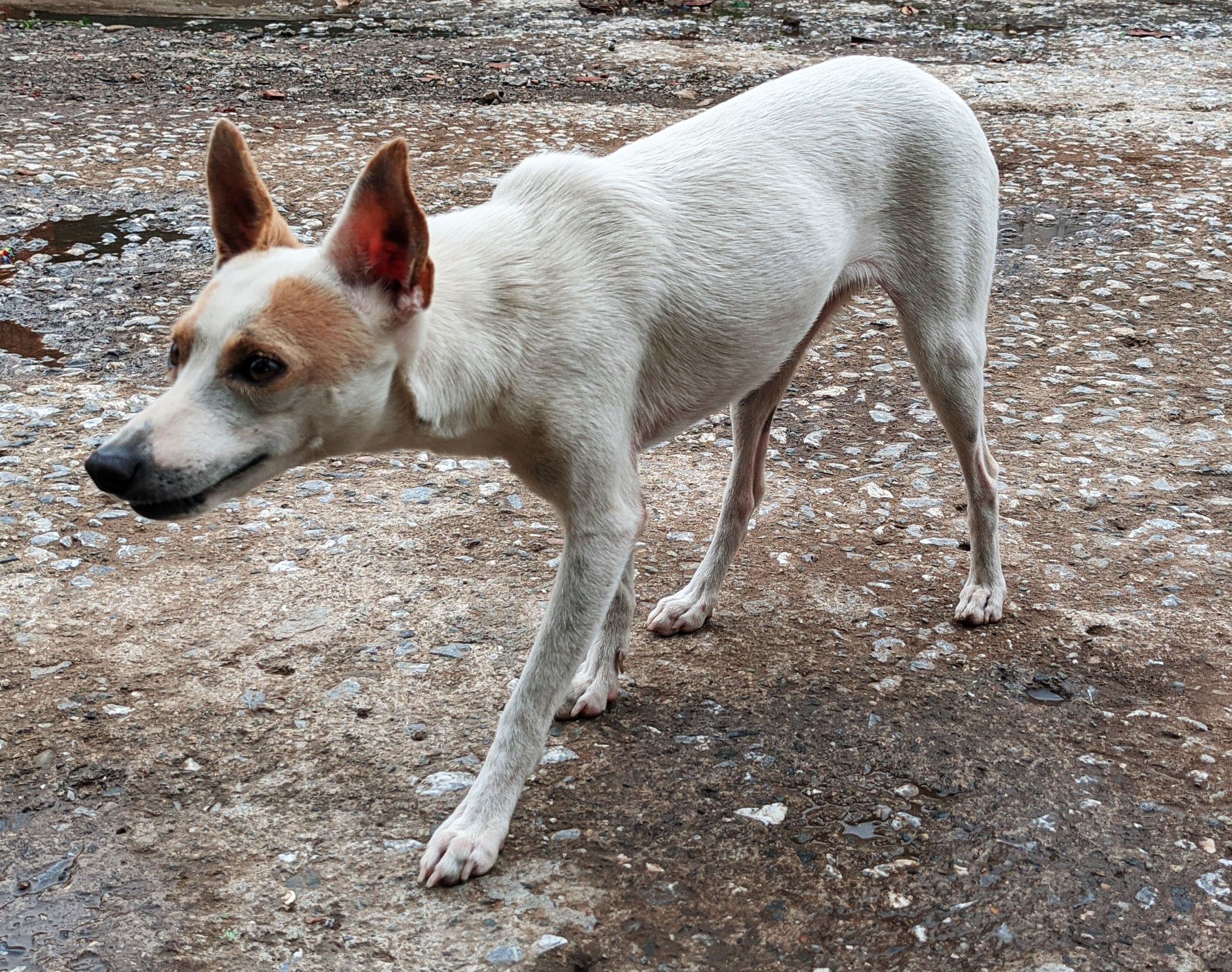 anibal aa dog lil.jpg