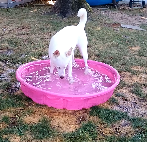 alpie in pool.png