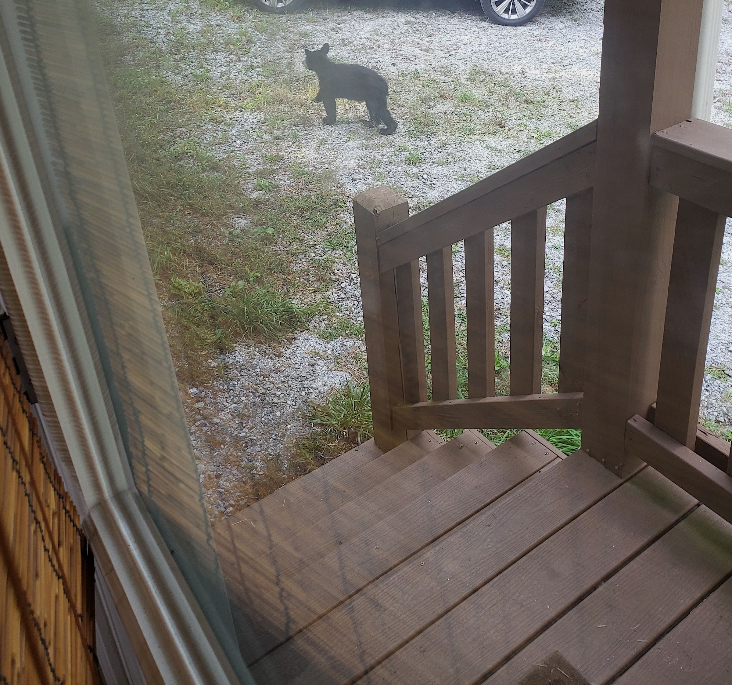bear walking away.png