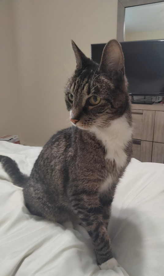 cute cat on bed.png