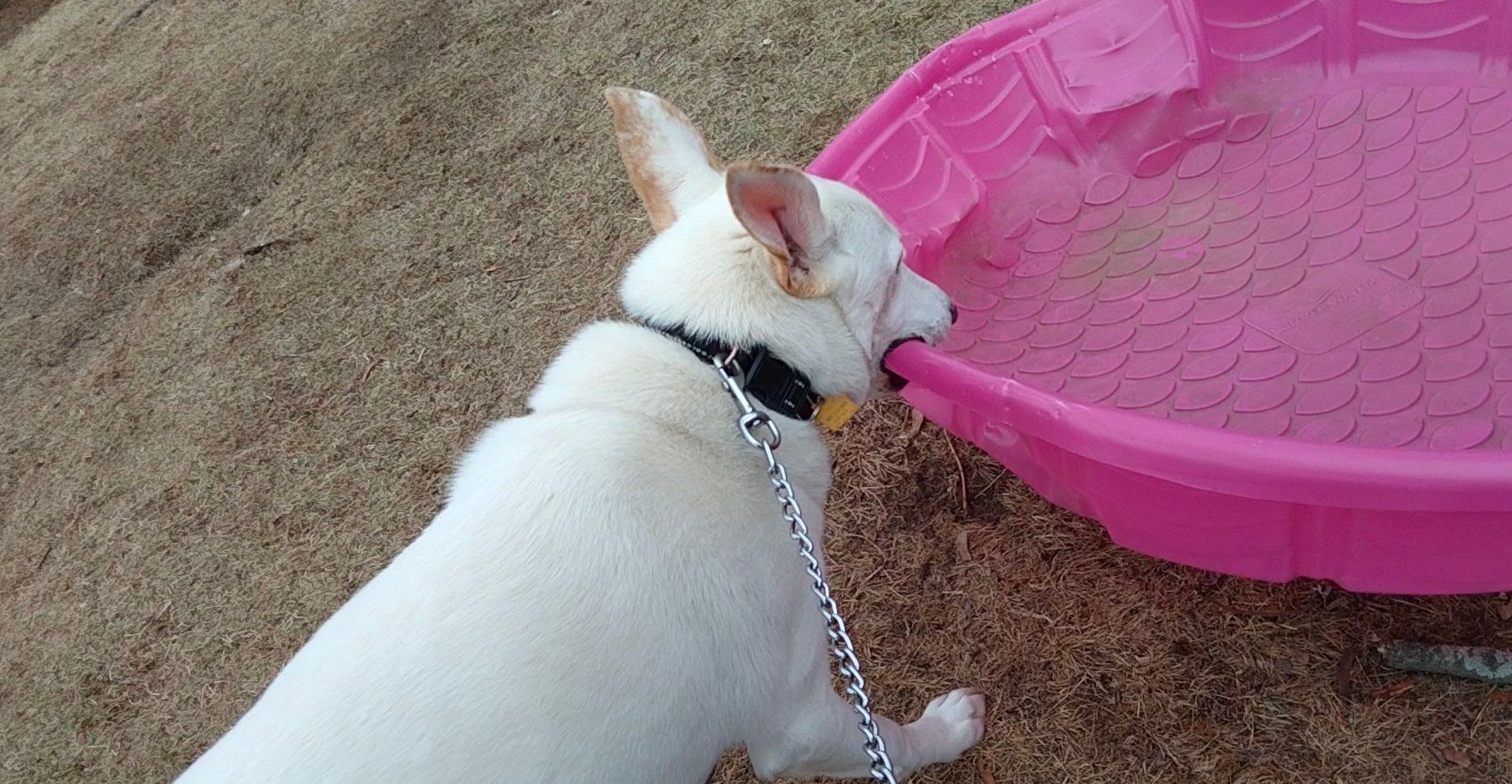 alpy chasing swimming pool.jpg