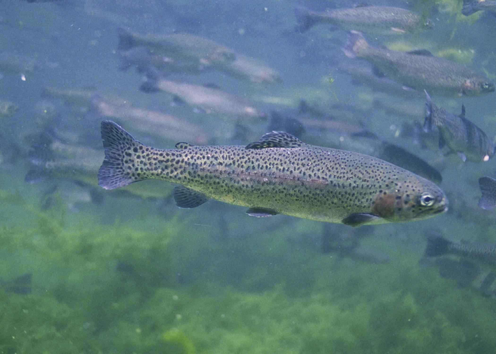 Rainbow trout Engbretson Eric, U.S. Fish and Wildlife Service public.jpg