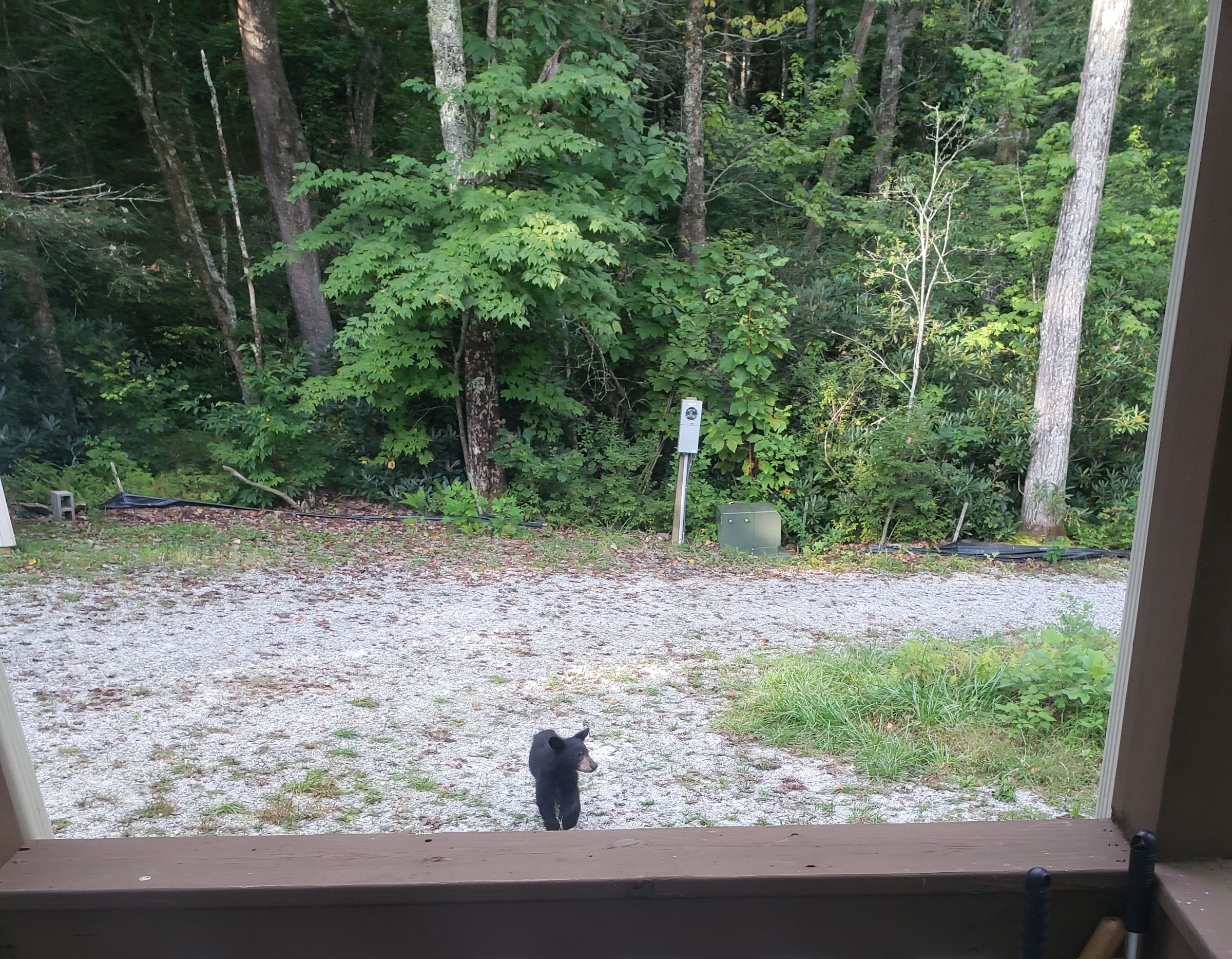 bear at charles' house.png