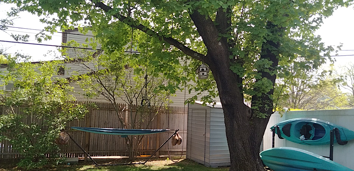 birdhouse sparrow.png
