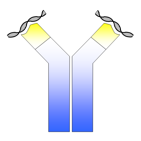 ANA dsDNA antibody credit Simon Caulton 3.0.png