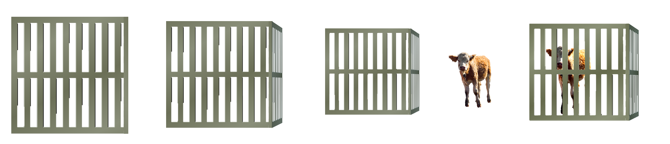 putting calf in cage.png