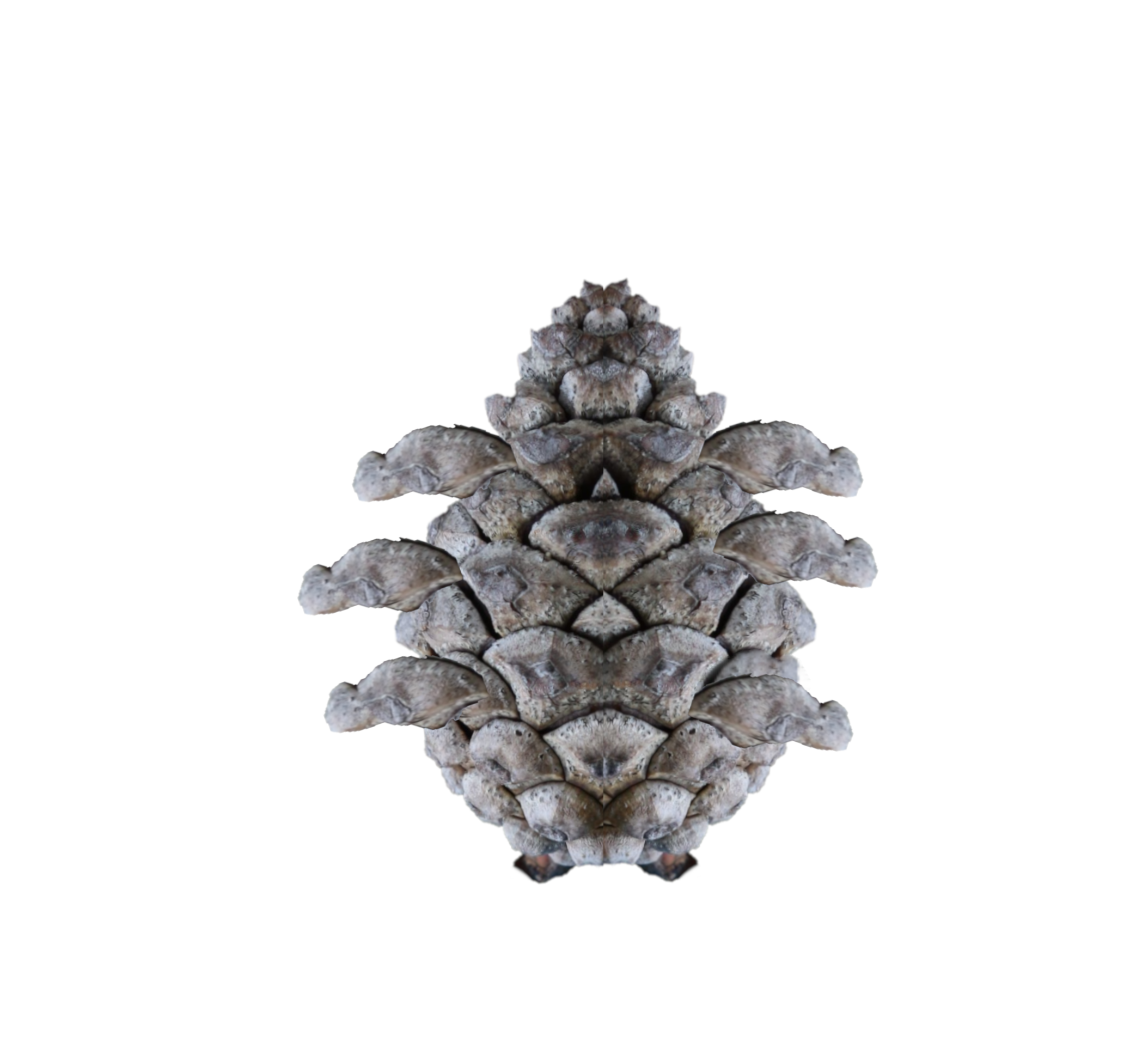pinecone house for blog .png