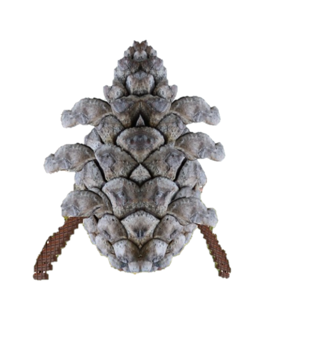 pinecone with stairs.png