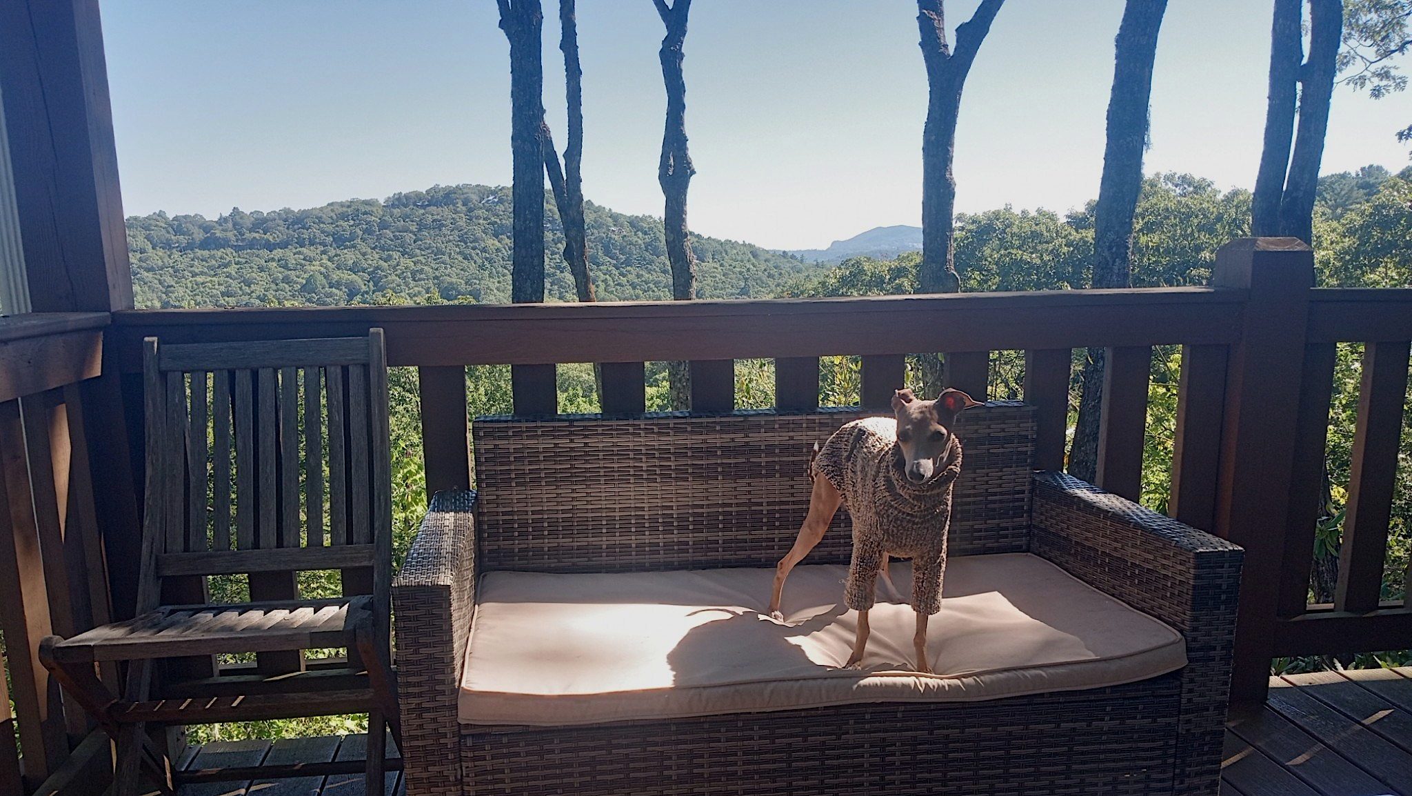 nephew's dog enjoying the view of the mountains.png