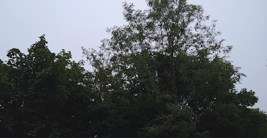 tree tops.png