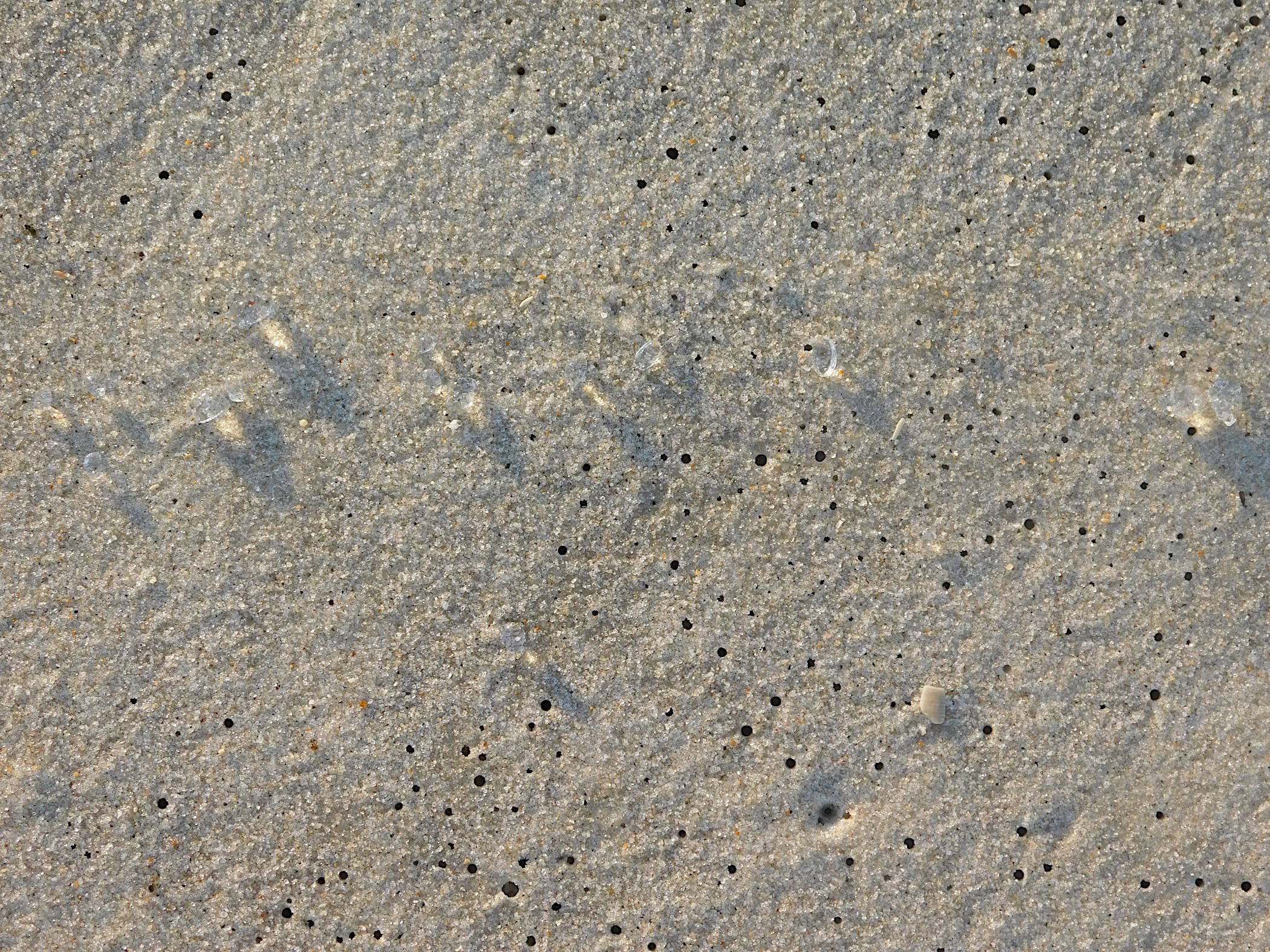 salp image plus crab holes2.png
