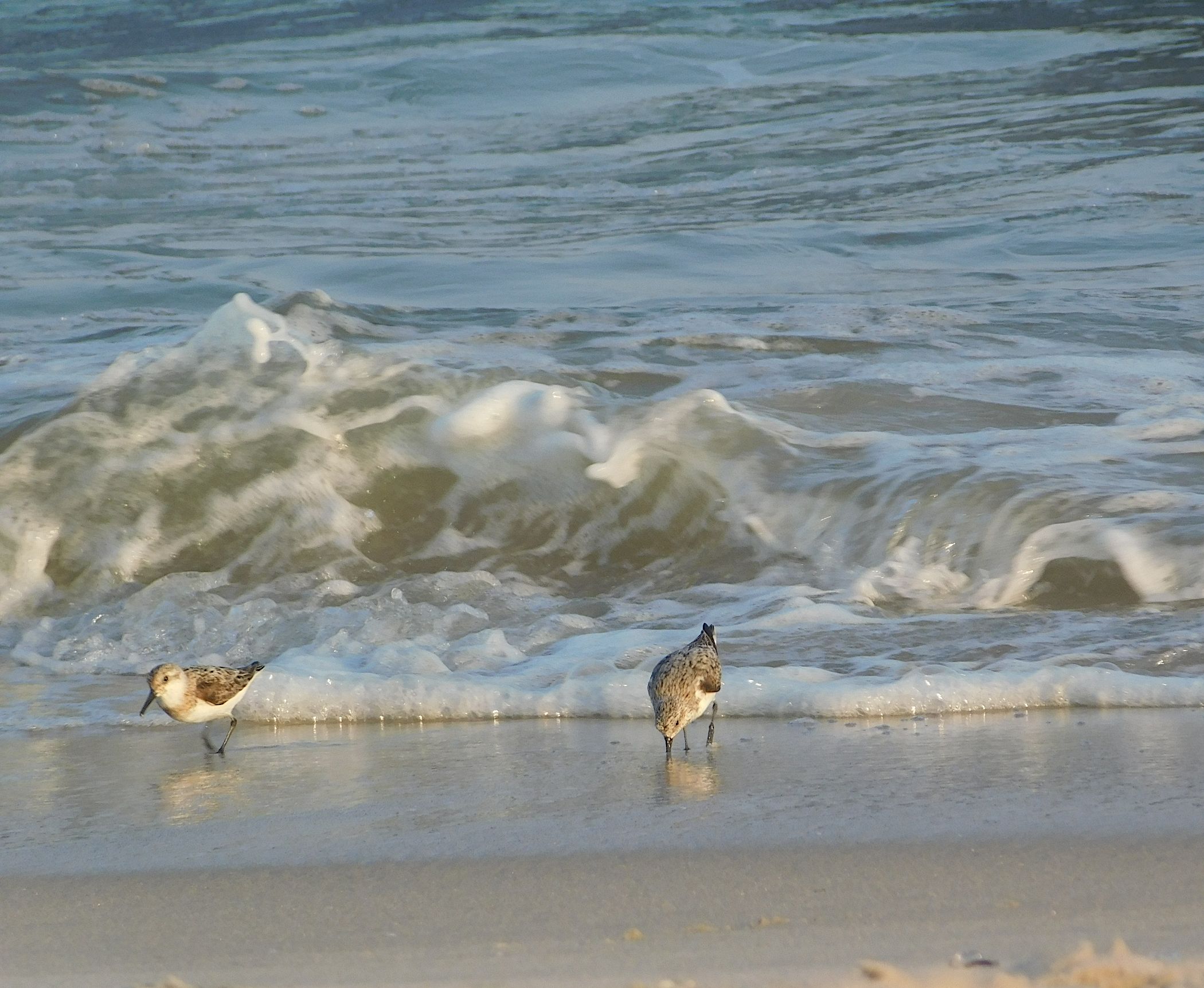 sandpiper1.png