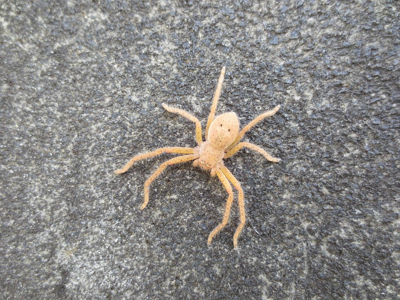 spider-2808851_1280.jpg