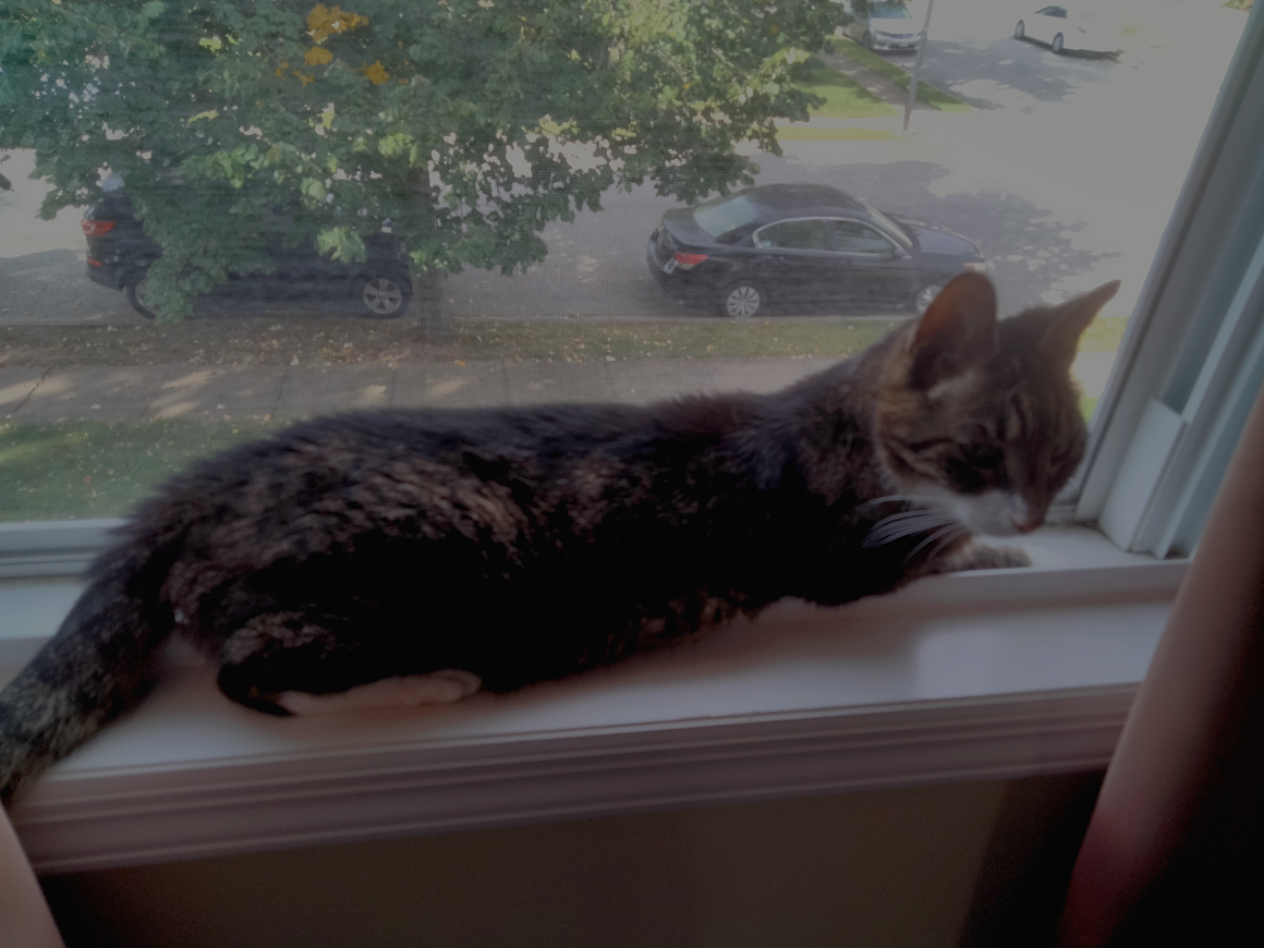 cat in window2.png
