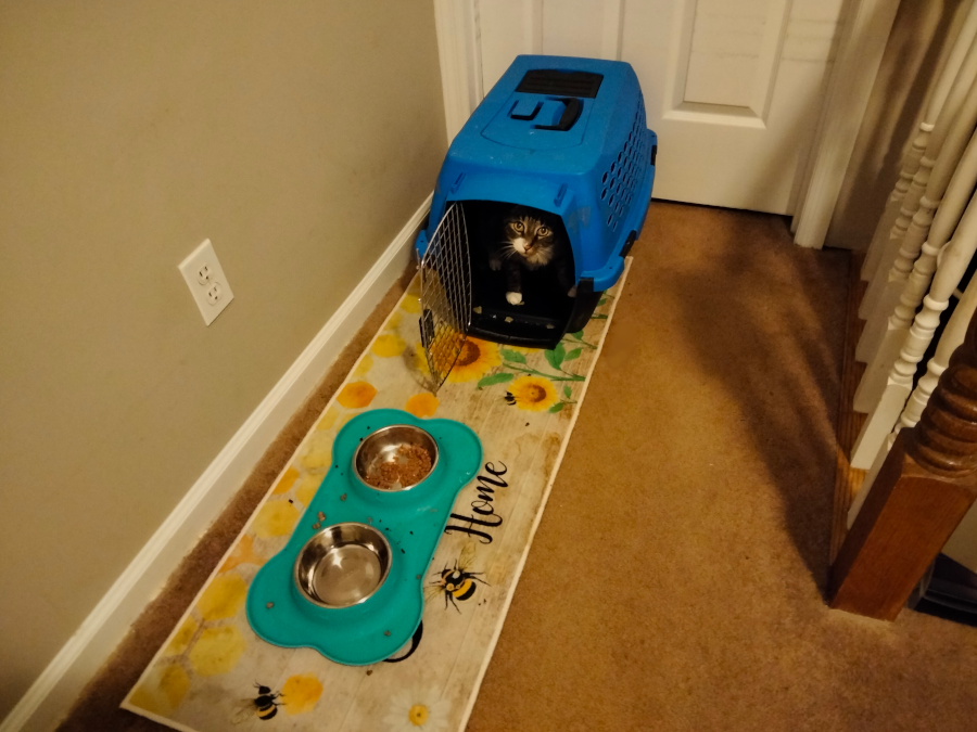food mess cat.png