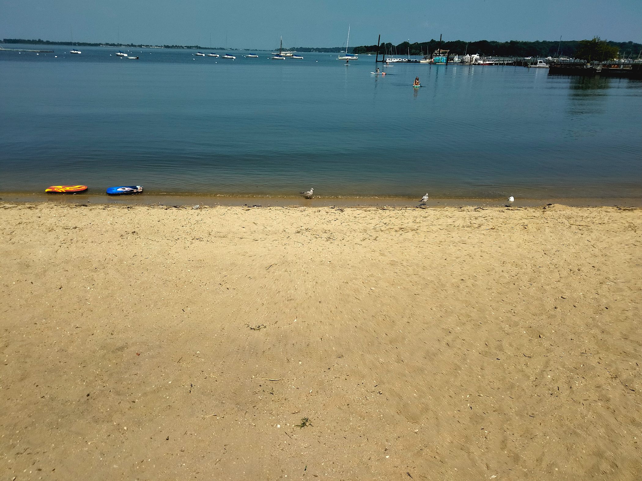 humans at sea birds on shore.png