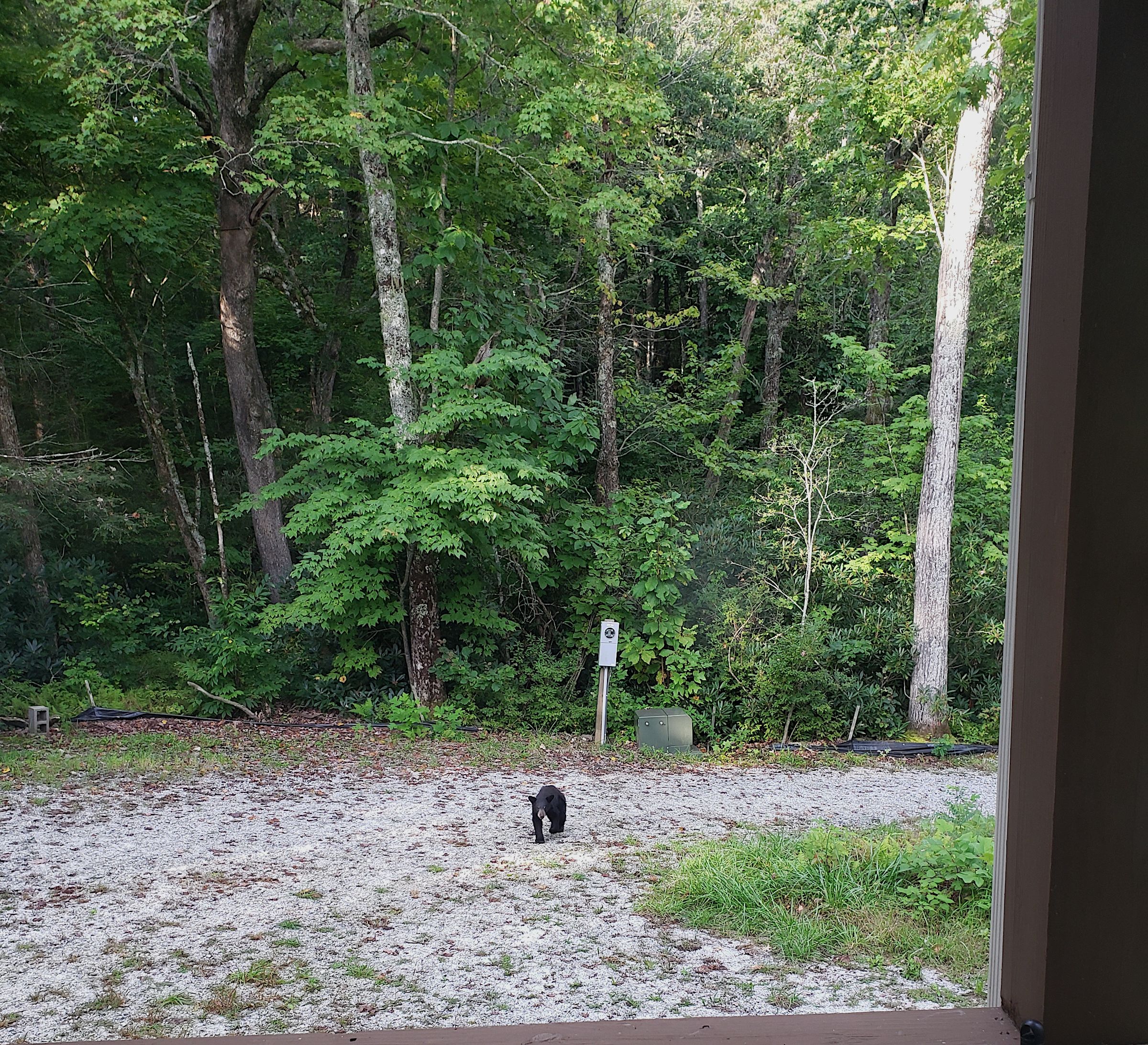bear approaching north carolina.png