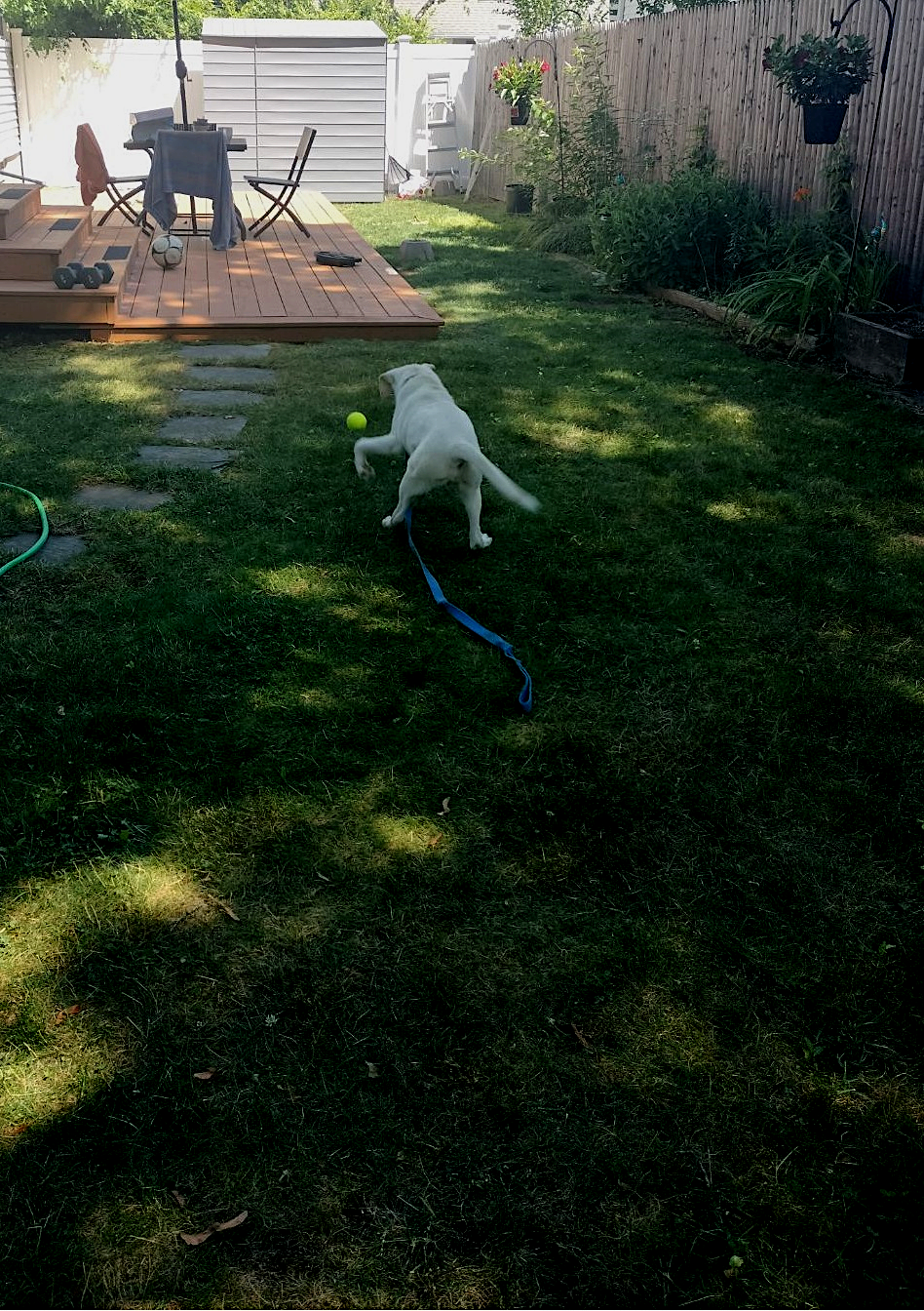 alpy playing yard2.png