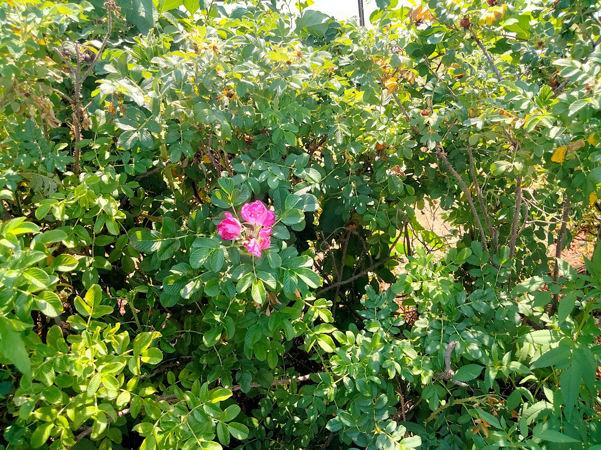 single flower at beekman beach.png