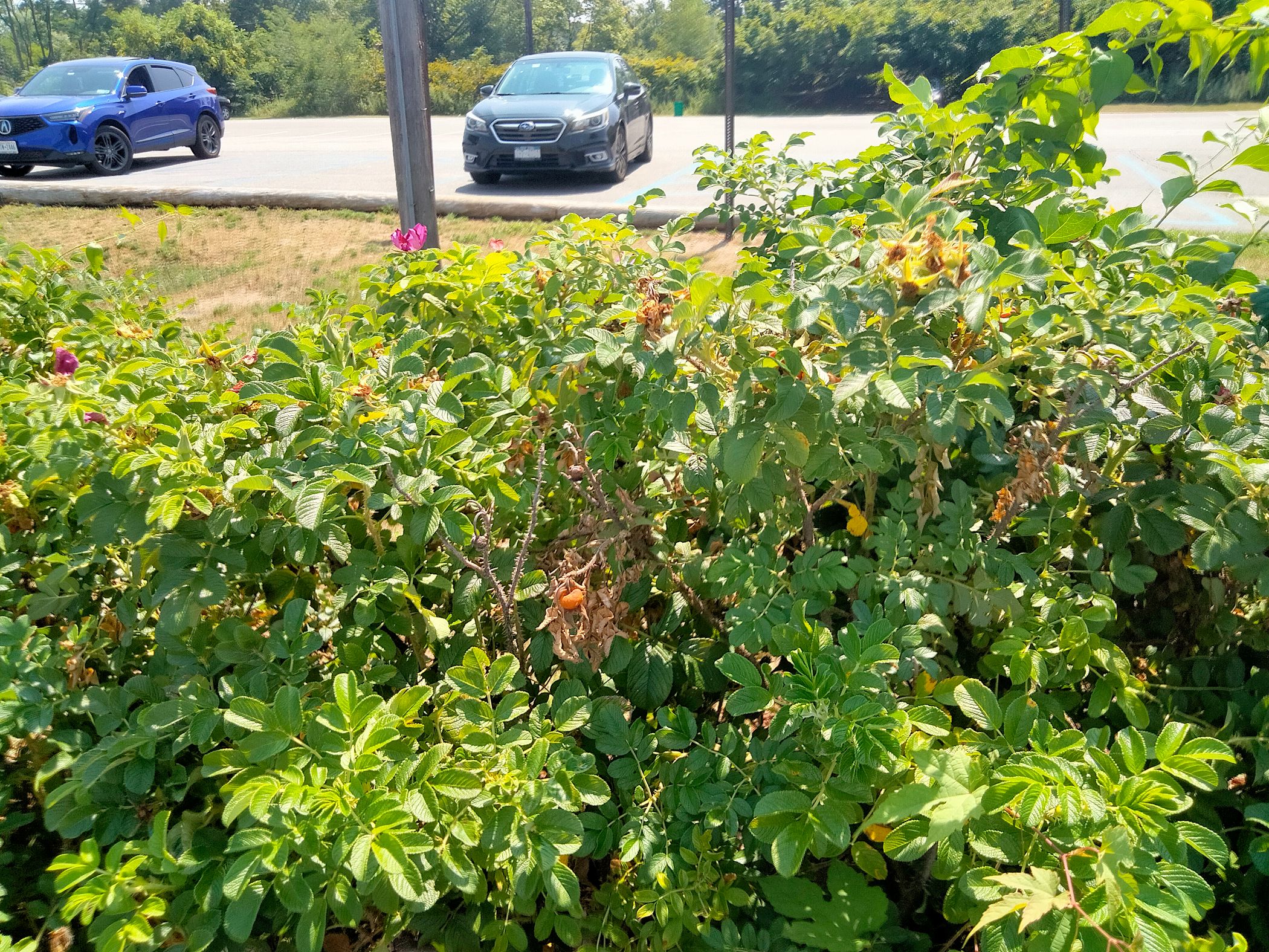 parking lot beekman.png