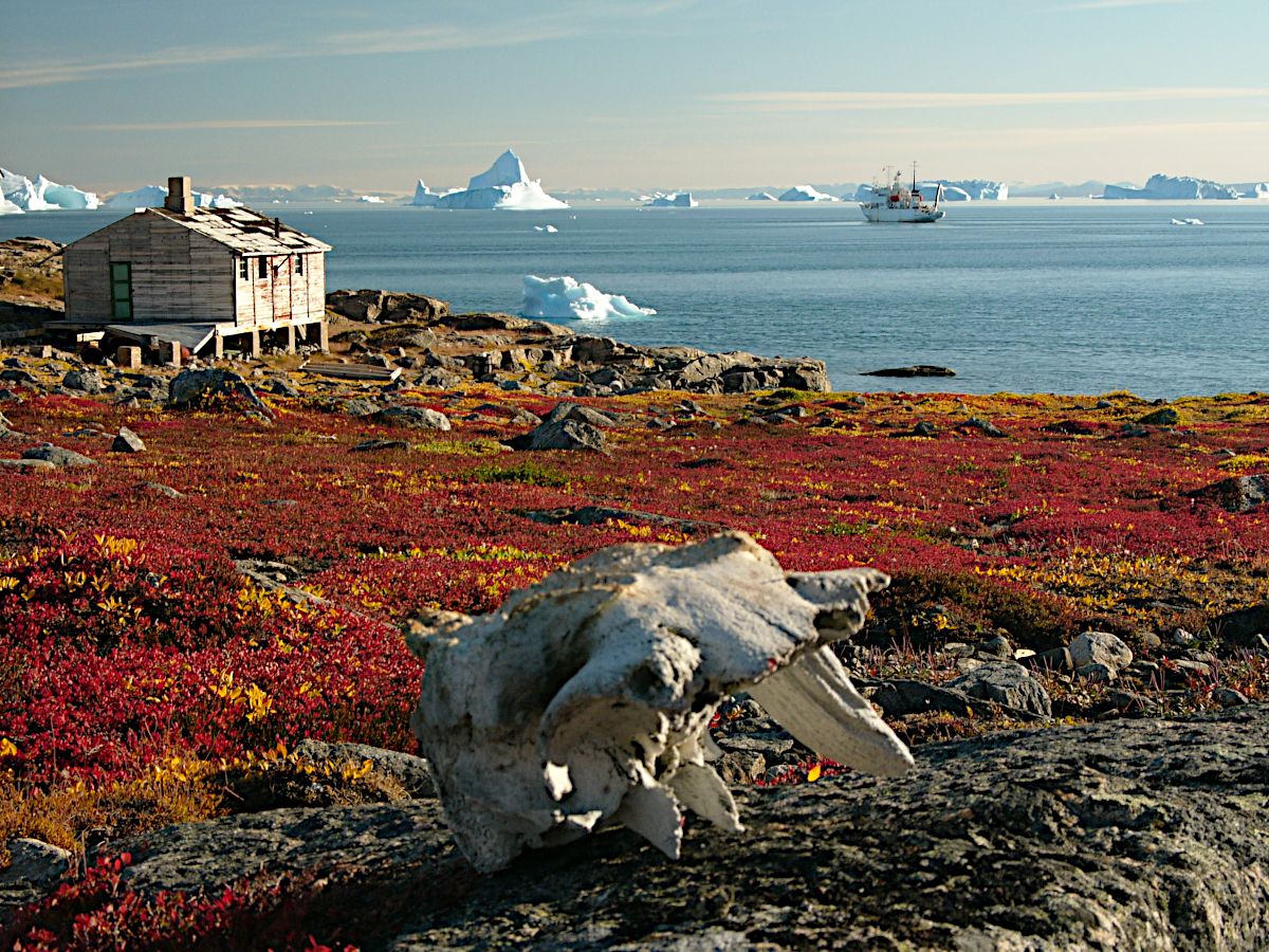 Greenland_scoresby-sydkapp2_hg Hannes Grobe, AWI 2.5.jpg