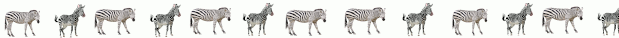 zebras gif2.gif