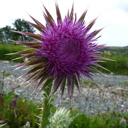 thistle small.jpg