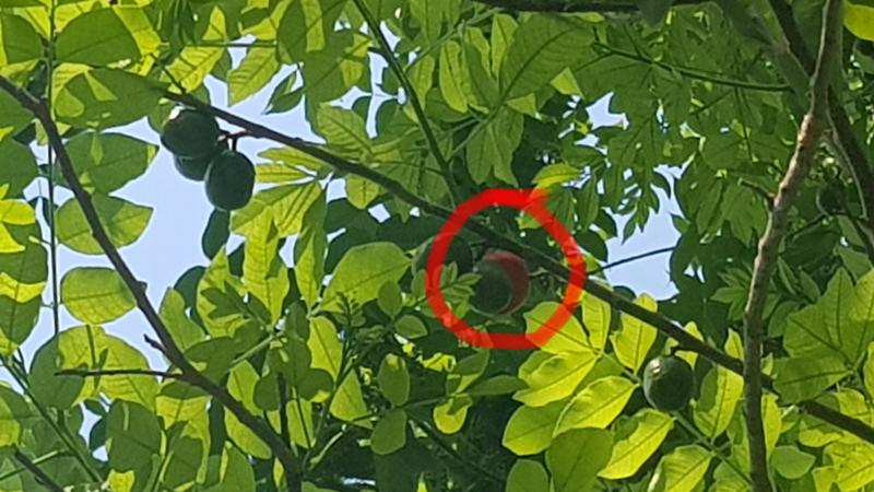 cherrytomatoes1.png
