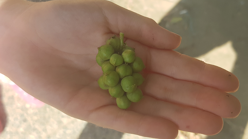 littleberries2.png