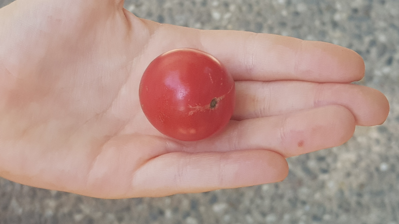 cherrytomatoes2.png