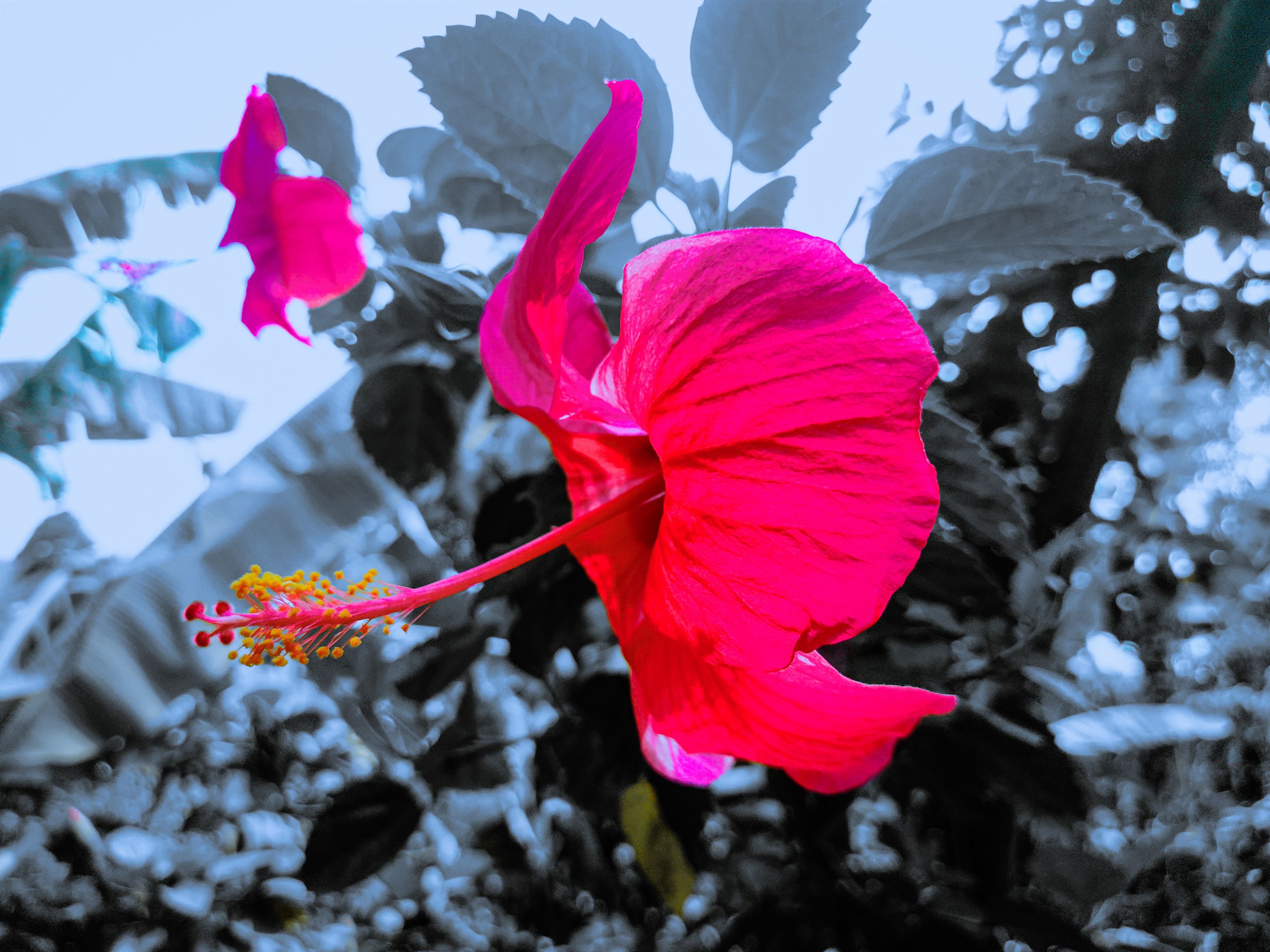 IMG_20210428_124235 (1).jpg