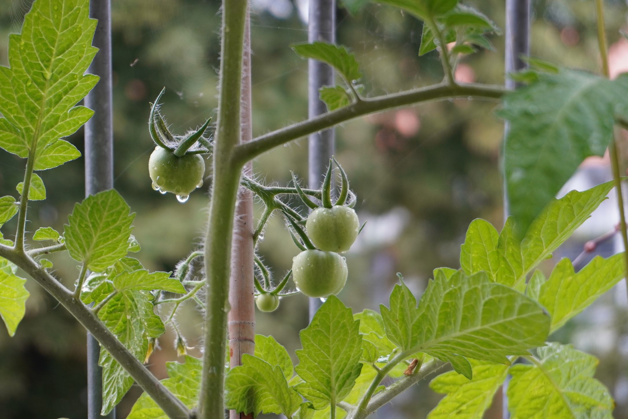 Tomato hairs