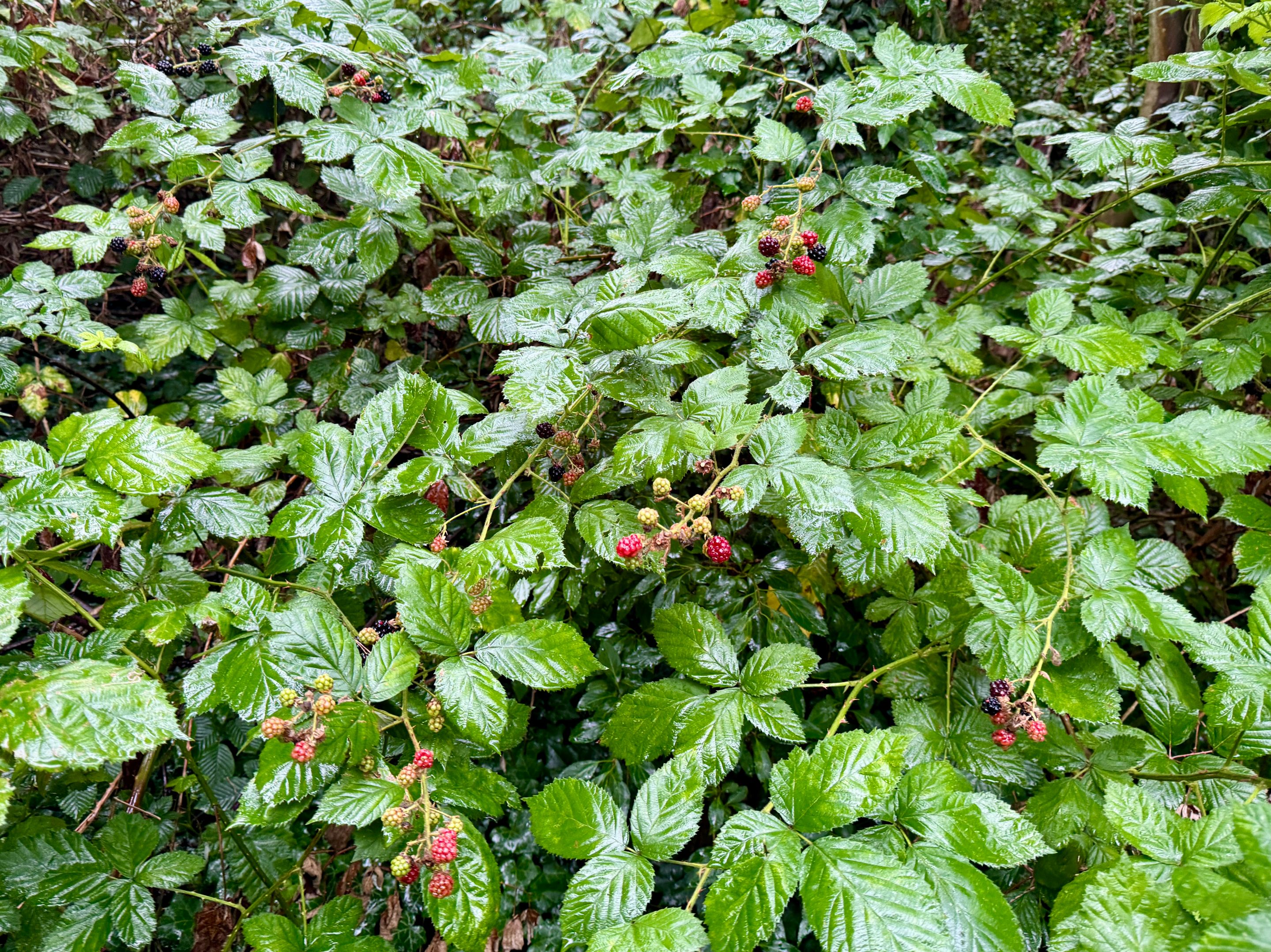 E45B9578-8477-445D-8AB9-78C84B4AABBD_1_201_a.jpeg