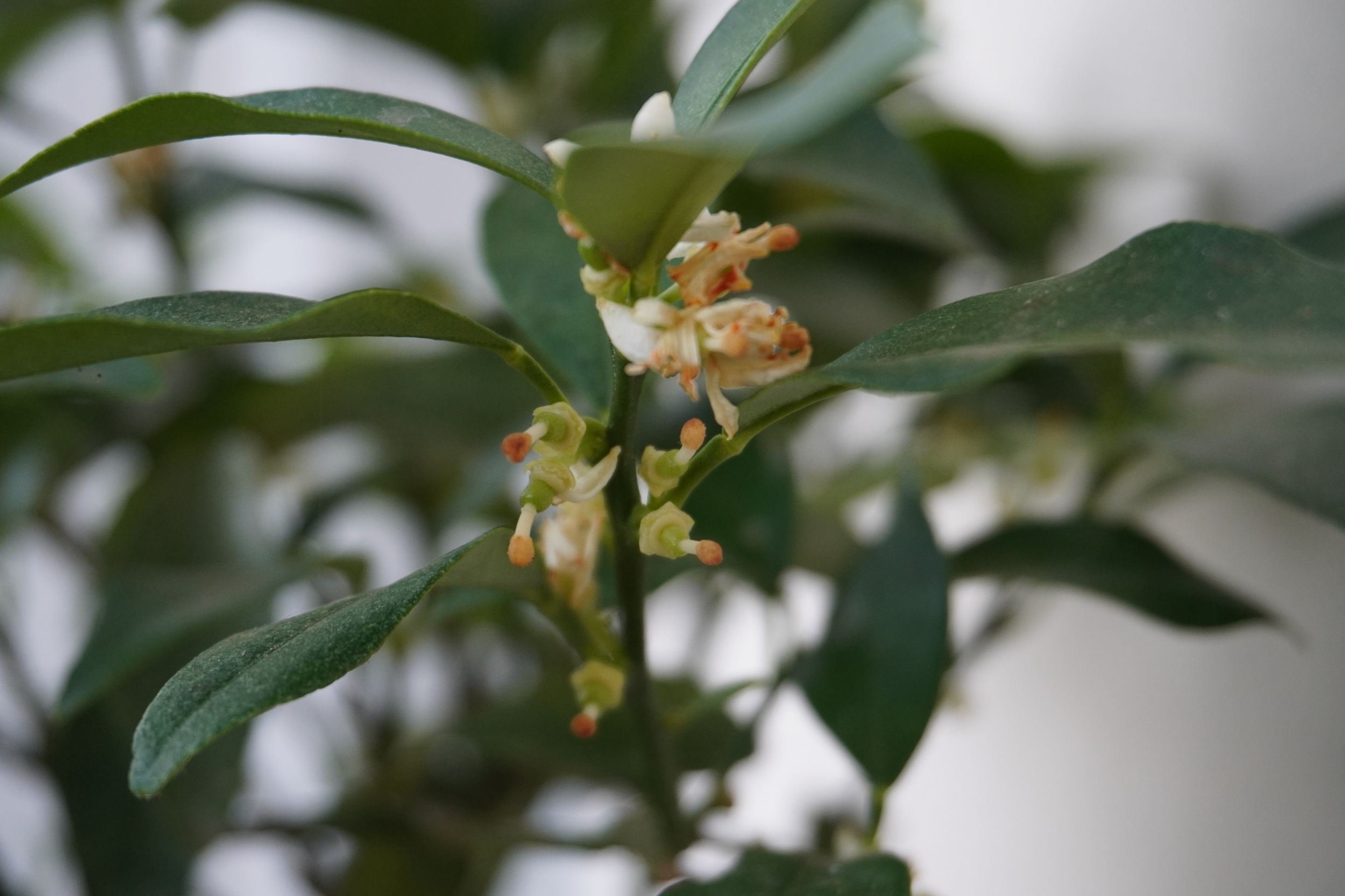 Kumquat babies