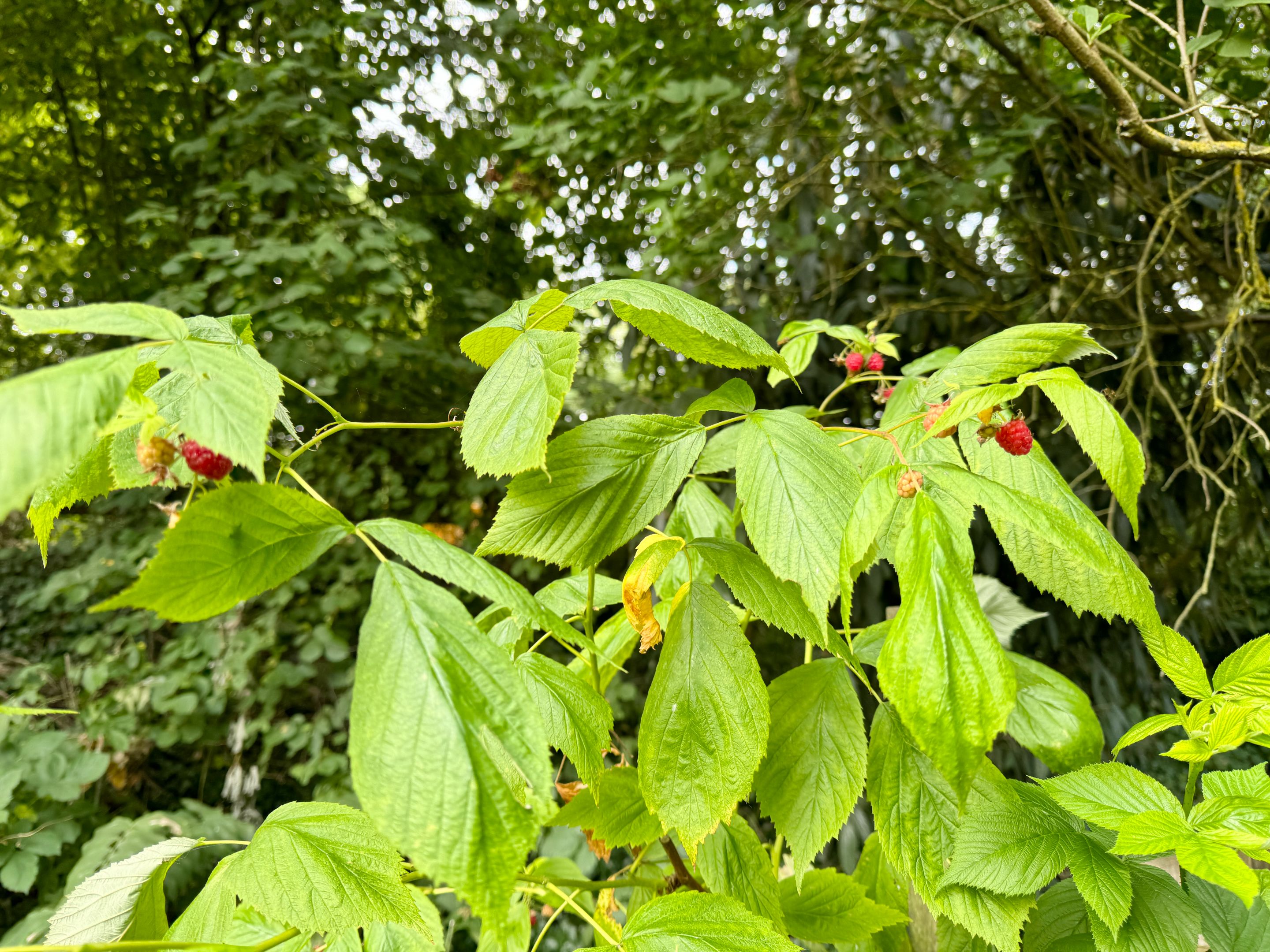 AEA23786-A5C8-419D-9FE3-9C95E5D7D5B4\_1\_201\_a.jpeg