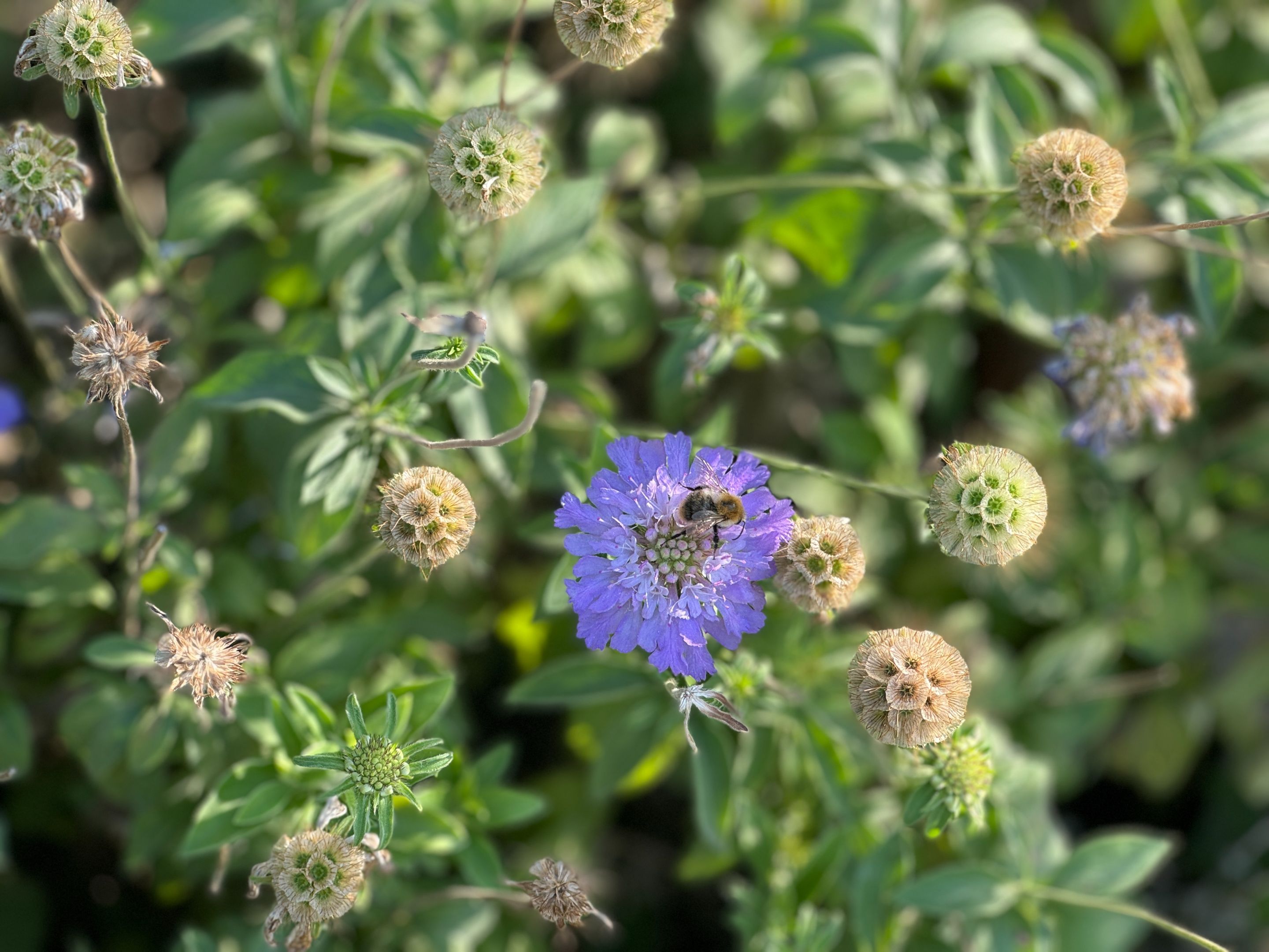 65896F51-3C6A-452C-9A5C-583C11EF6A6A_1_201_a.jpeg
