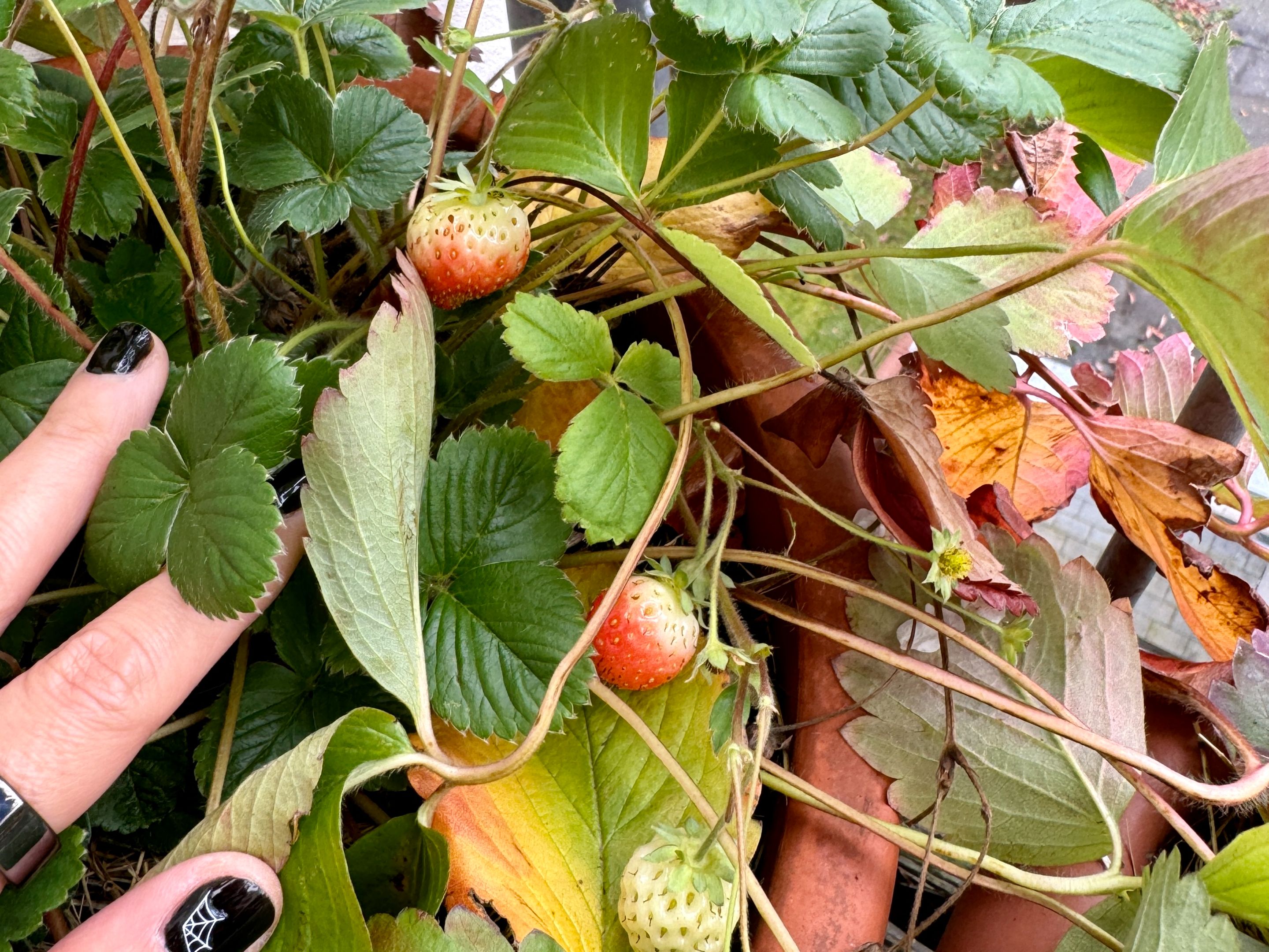 November strawberries