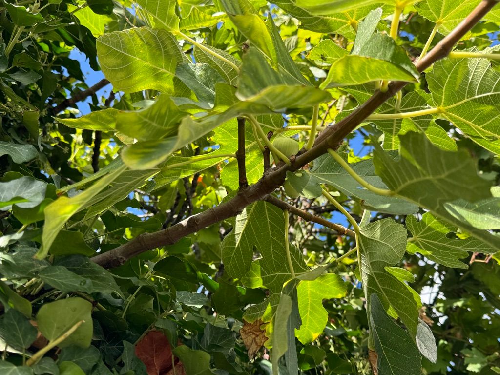 A beautiful fig tree on a street corner in Split