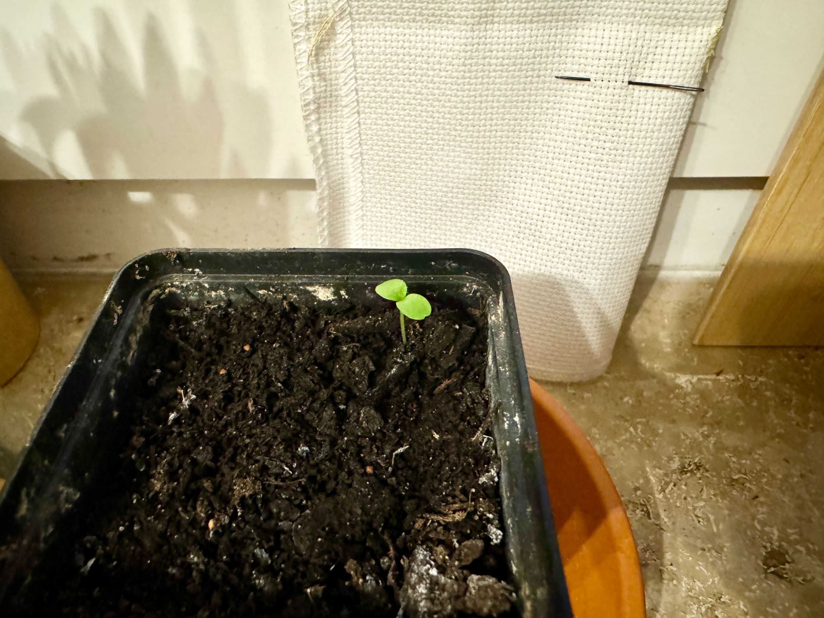 Fig Seedling