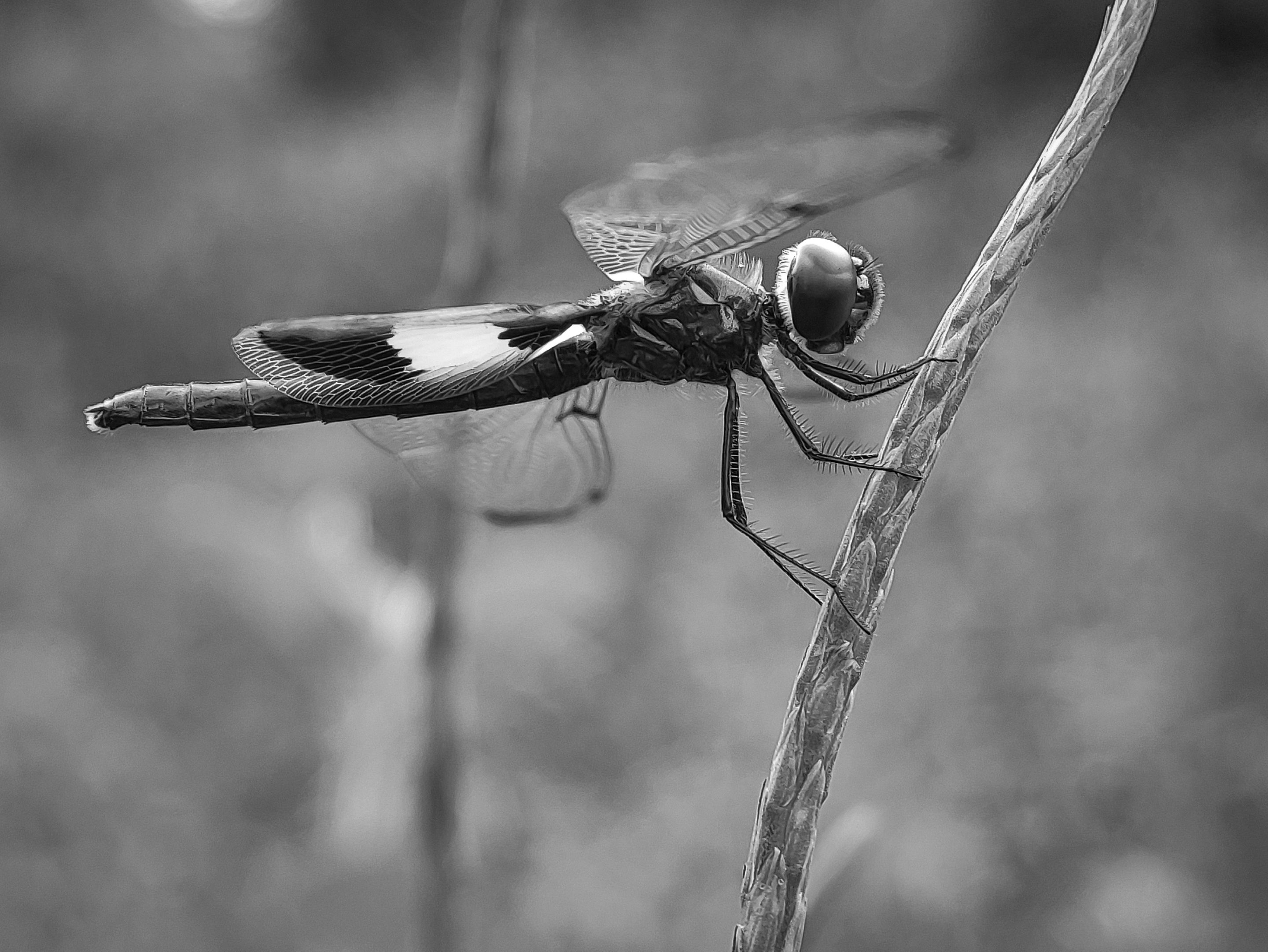 Monomad: Yellow-striped Flutterer