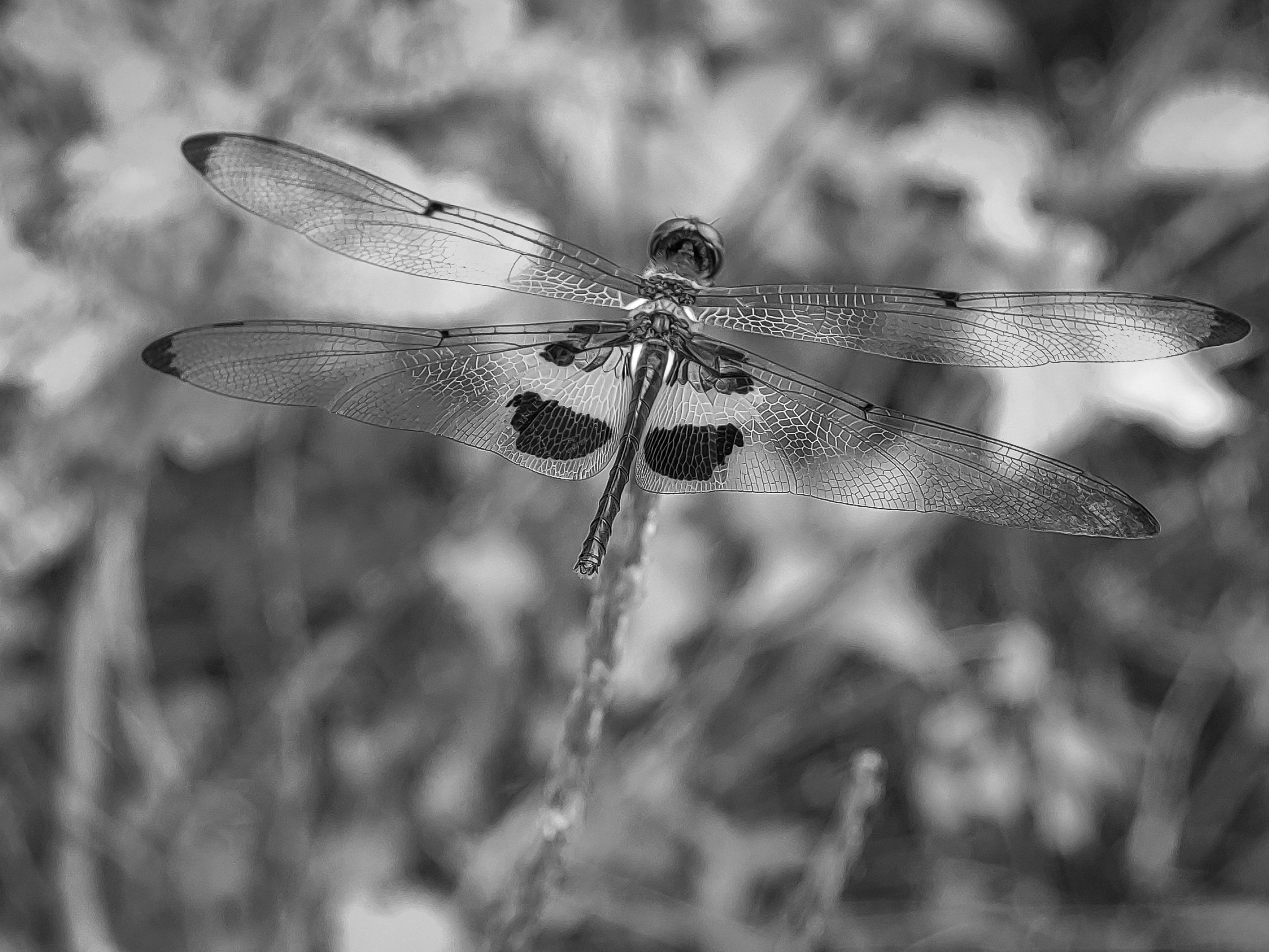 IMG_20250713_164838.jpg