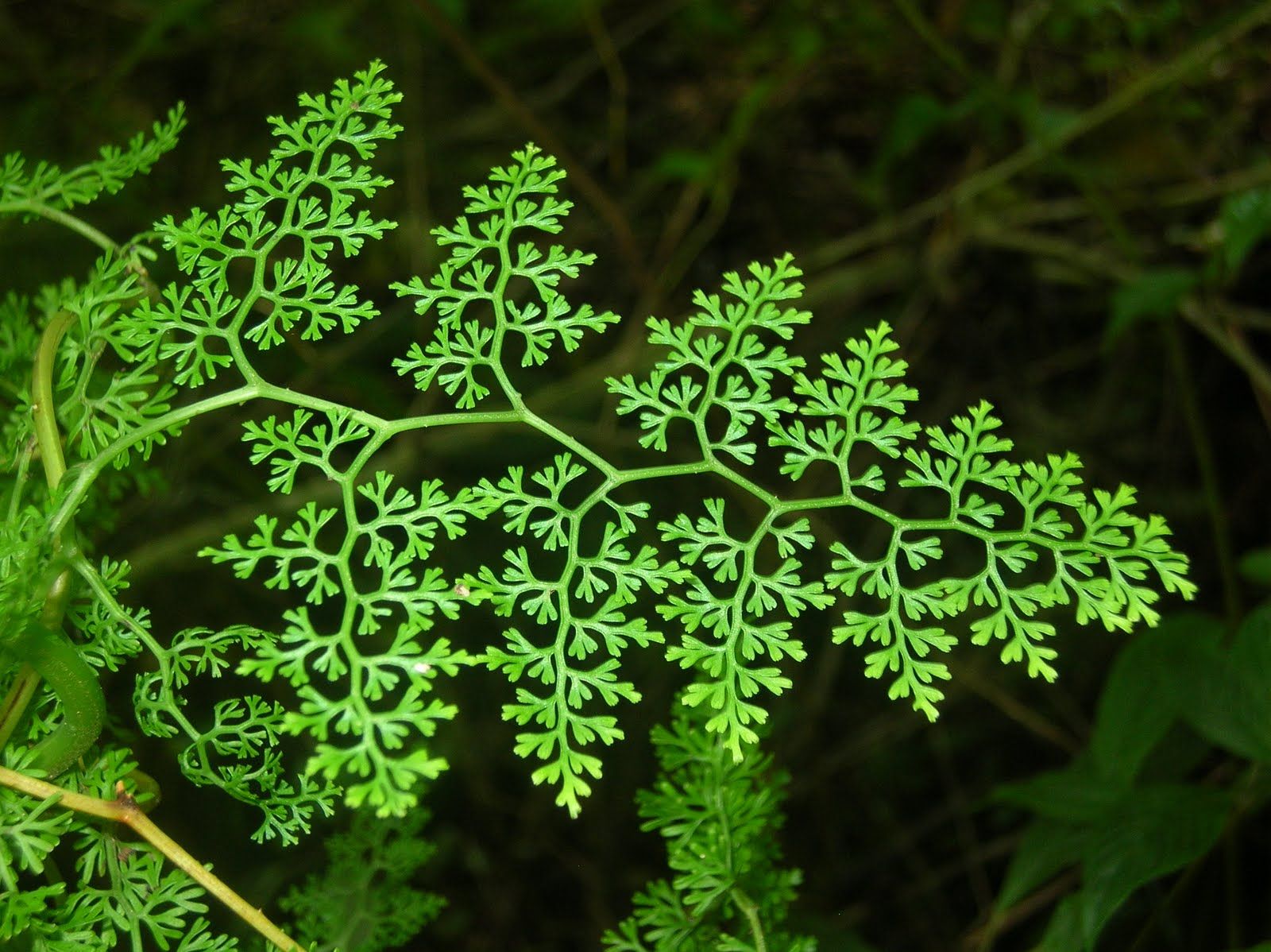 fractal