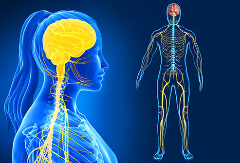 nervous_system.jpg/