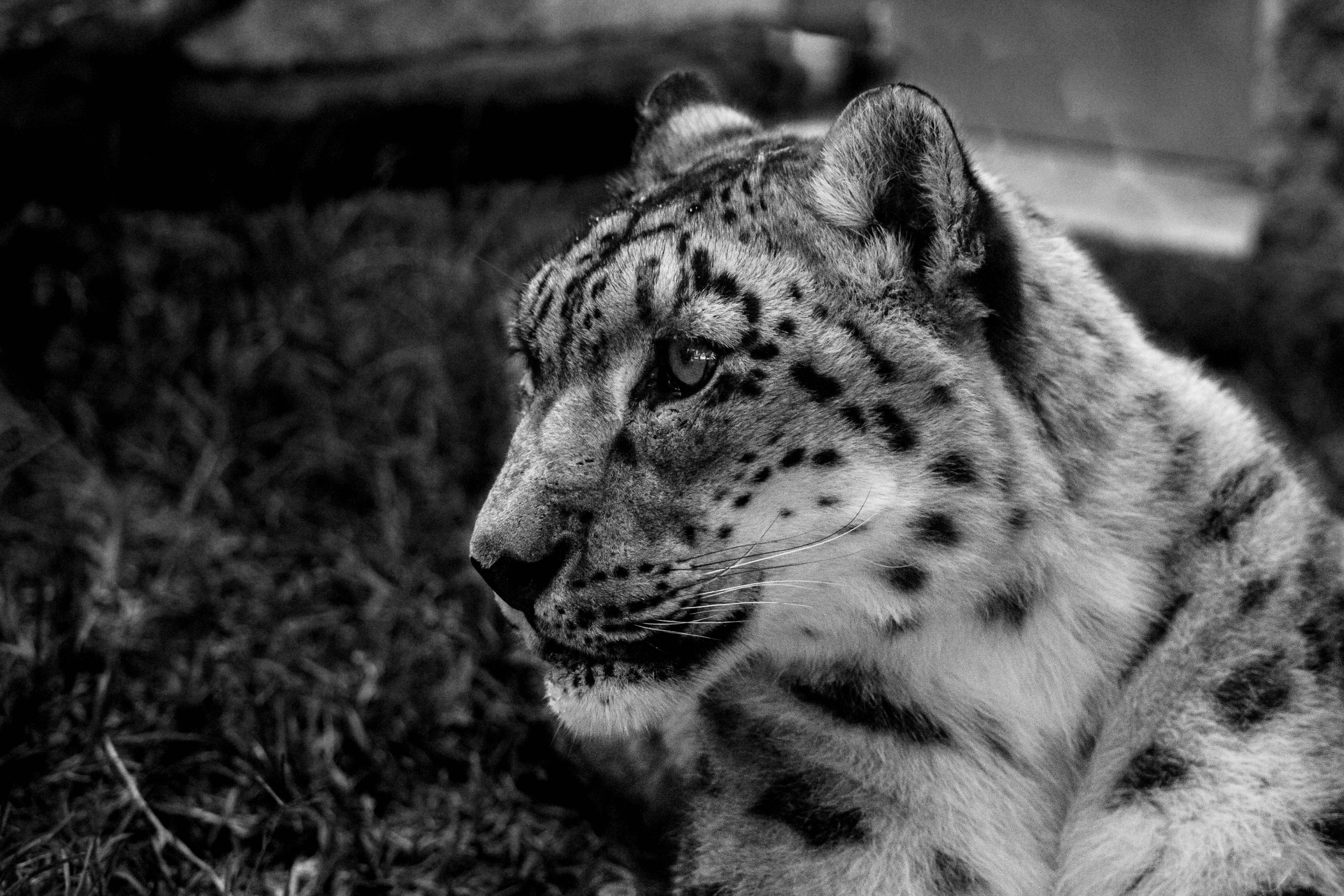 zoo_2-2723.jpg