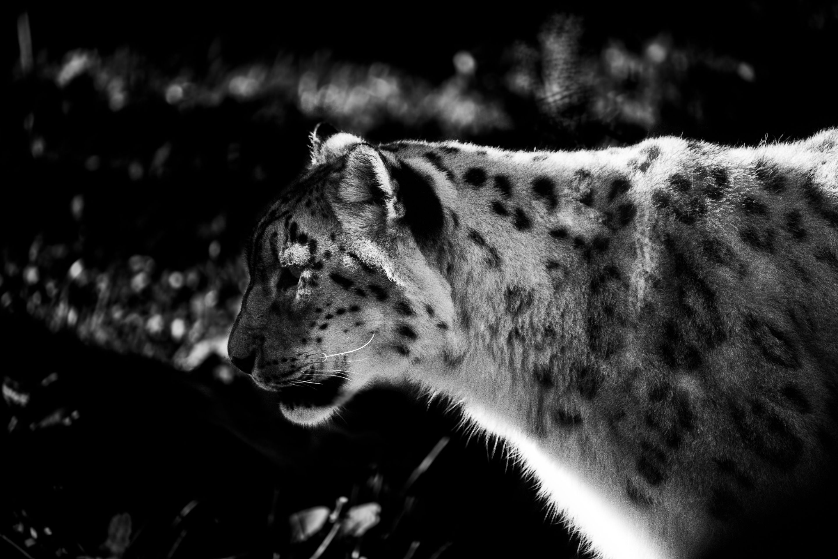 zoo_2-2701.jpg